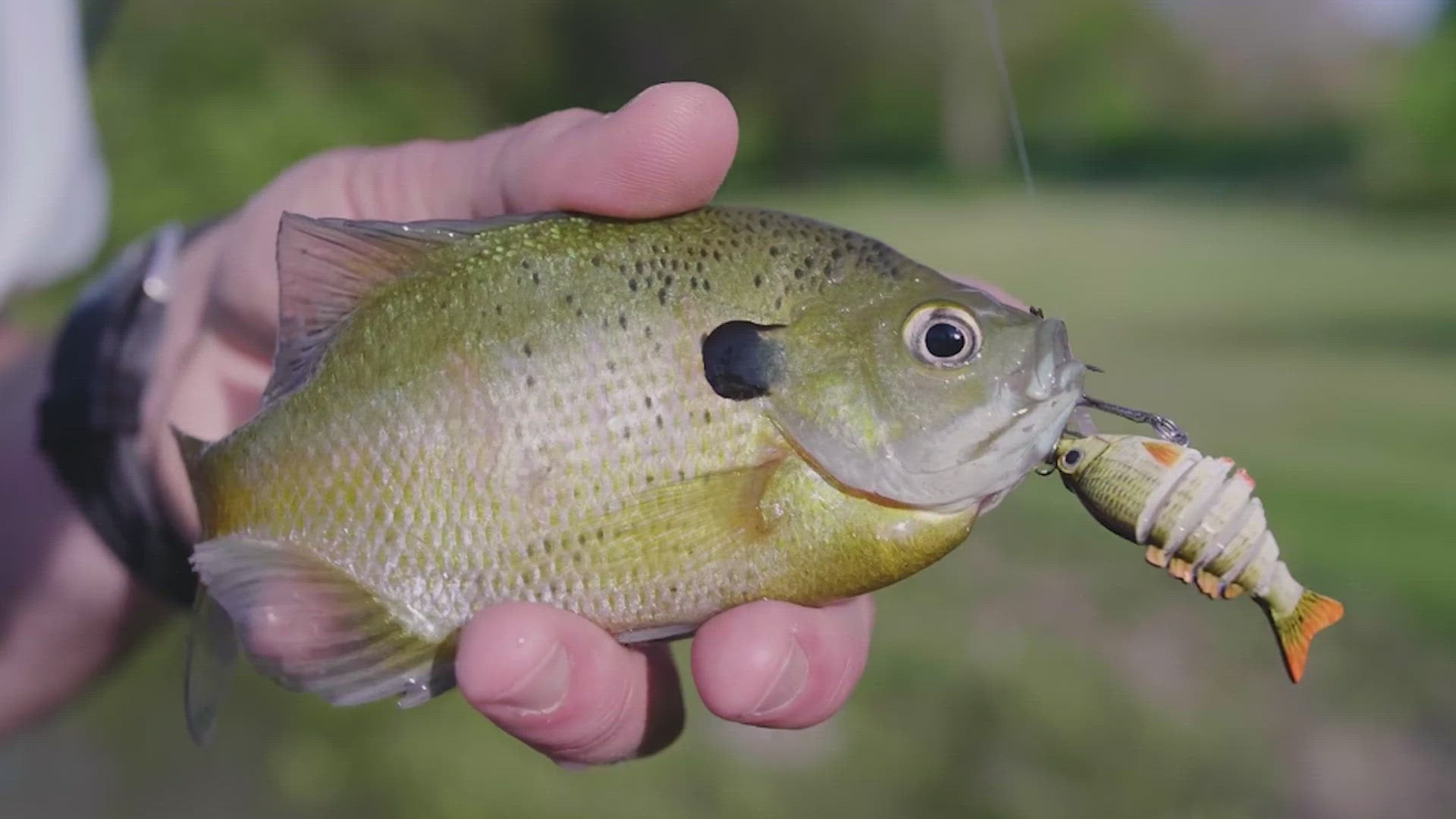 TRUSCEND Micro Swimbait Bass Fishing Lure – Truscend Fishing